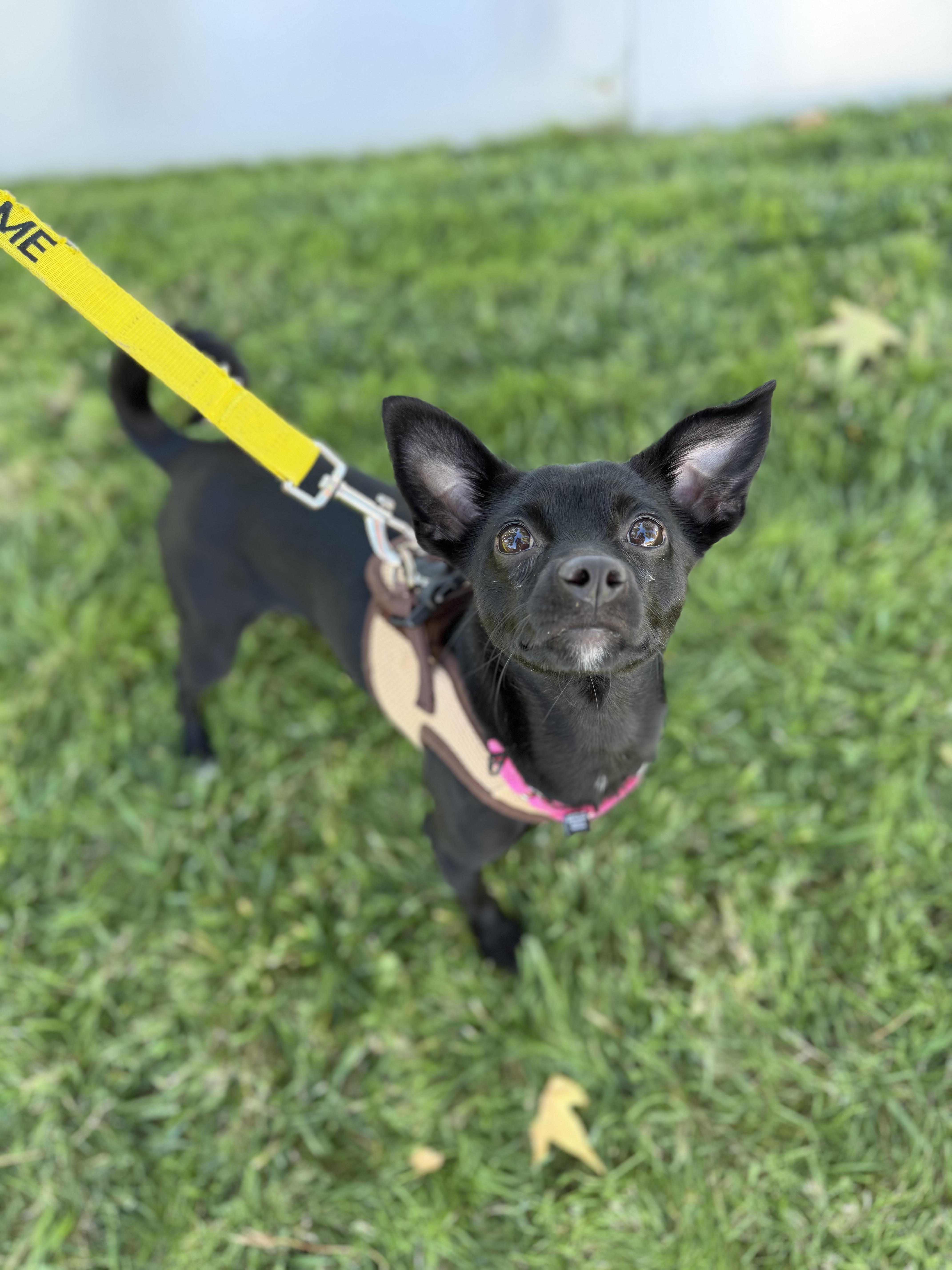 Enlarge Carly, a Adoptable mixed breed in Pleasanton, CA image 2/6