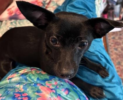 Enlarge Carly, a Adoptable mixed breed in Pleasanton, CA image 5/6
