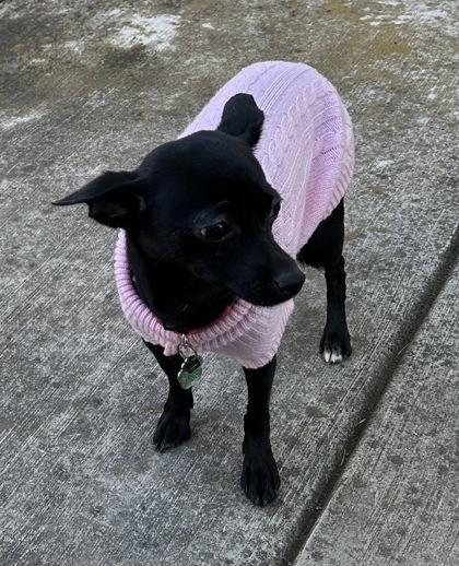 Enlarge Carly, a Adoptable mixed breed in Pleasanton, CA image 6/6