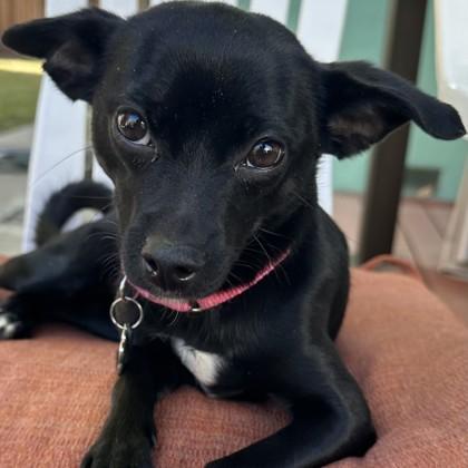 Enlarge Carly, a Adoptable mixed breed in Pleasanton, CA image 4/6