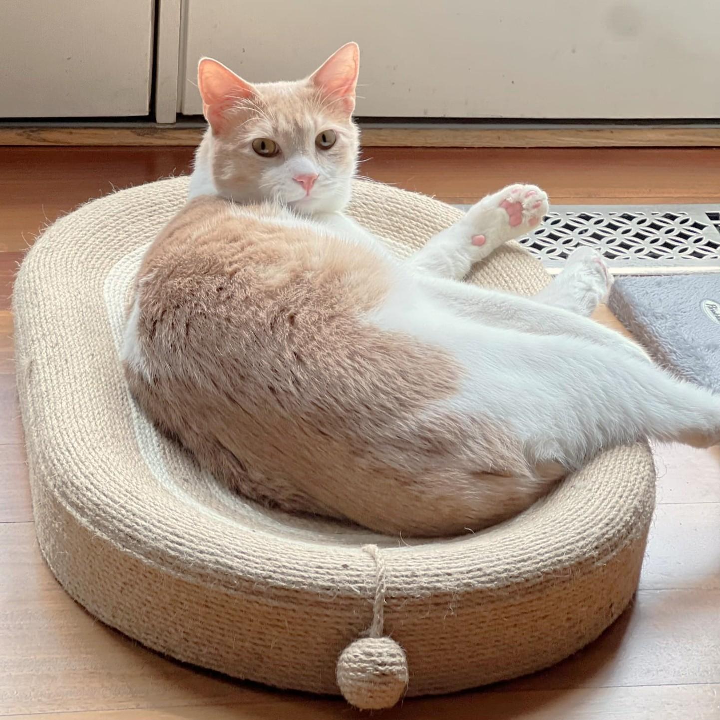 The MaMa's Boys - bonded brothers - foster needed urgently