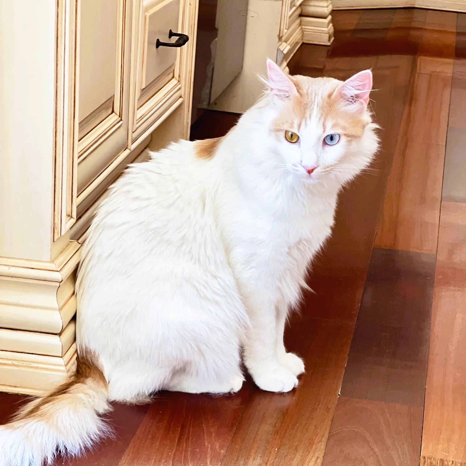 The MaMa's Boys - bonded brothers - foster needed urgently, a Adoptable mixed breed in Mississauga, ON image 5/6