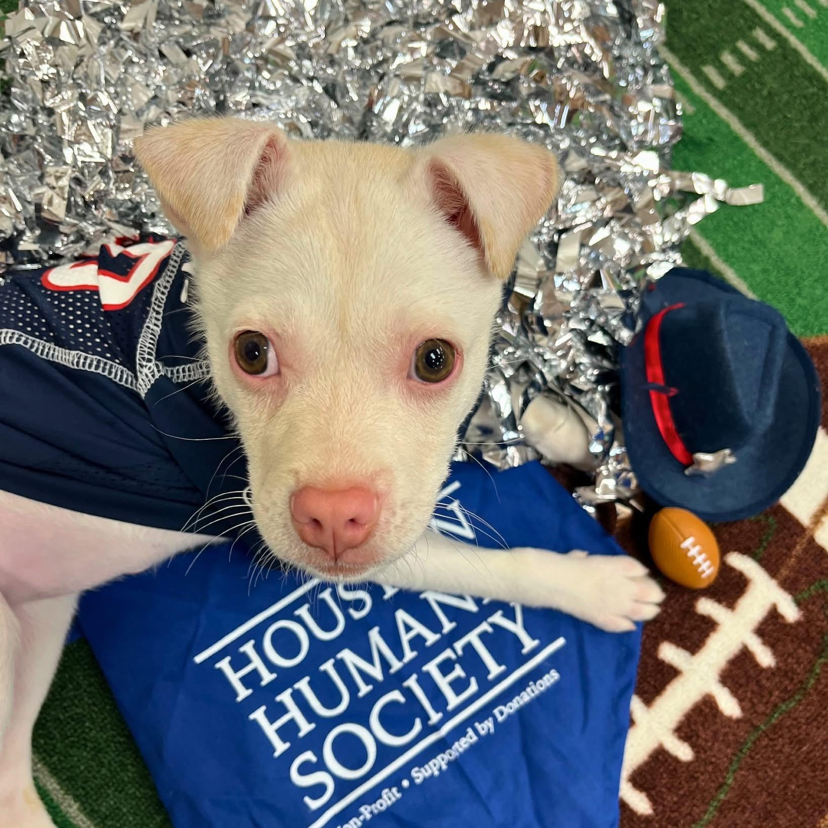 Charcuterie Board, a ADOPTABLE mixed breed in Yaphank, NY image 2/3