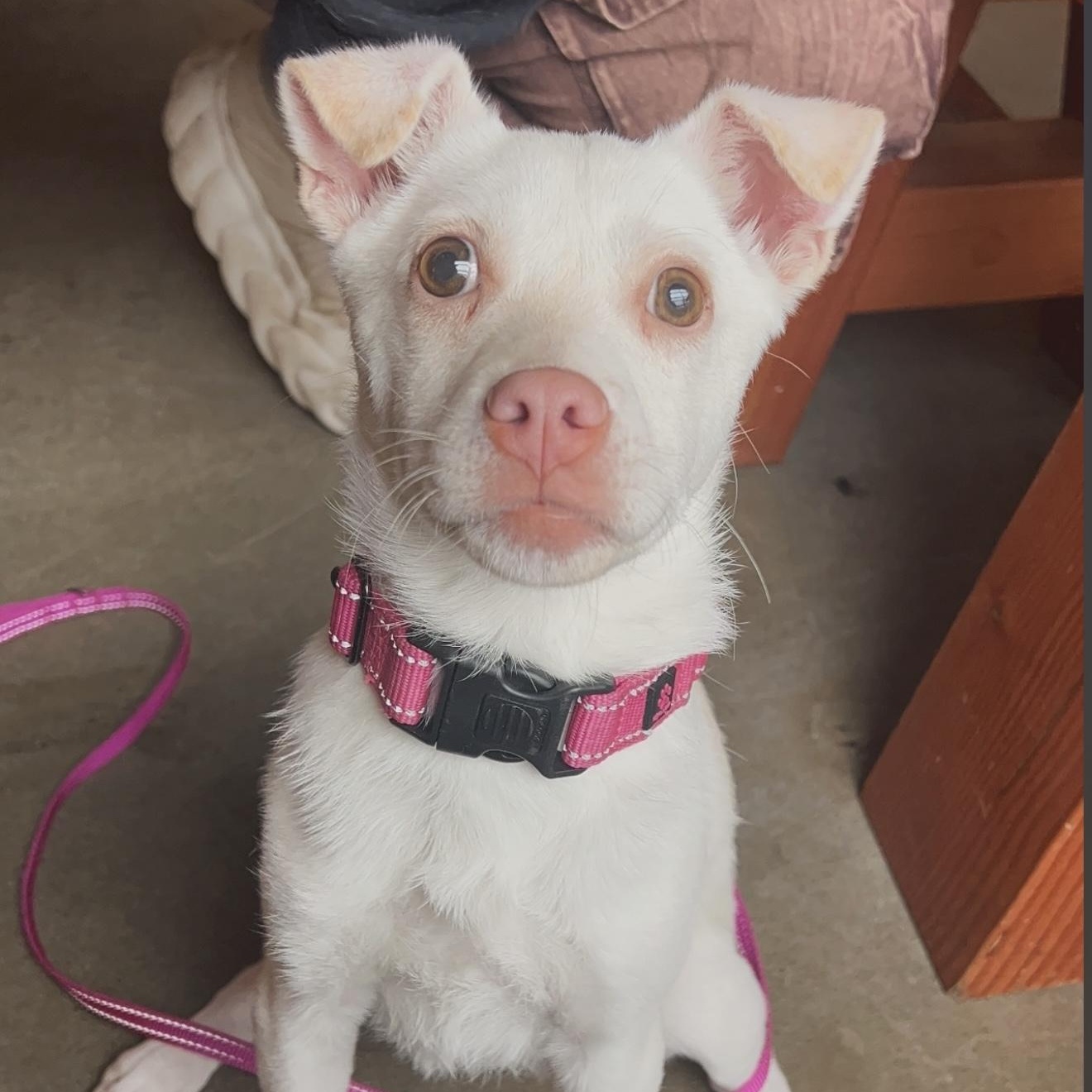 Enlarge Charcuterie Board, a ADOPTABLE mixed breed in Yaphank, NY image 1/6