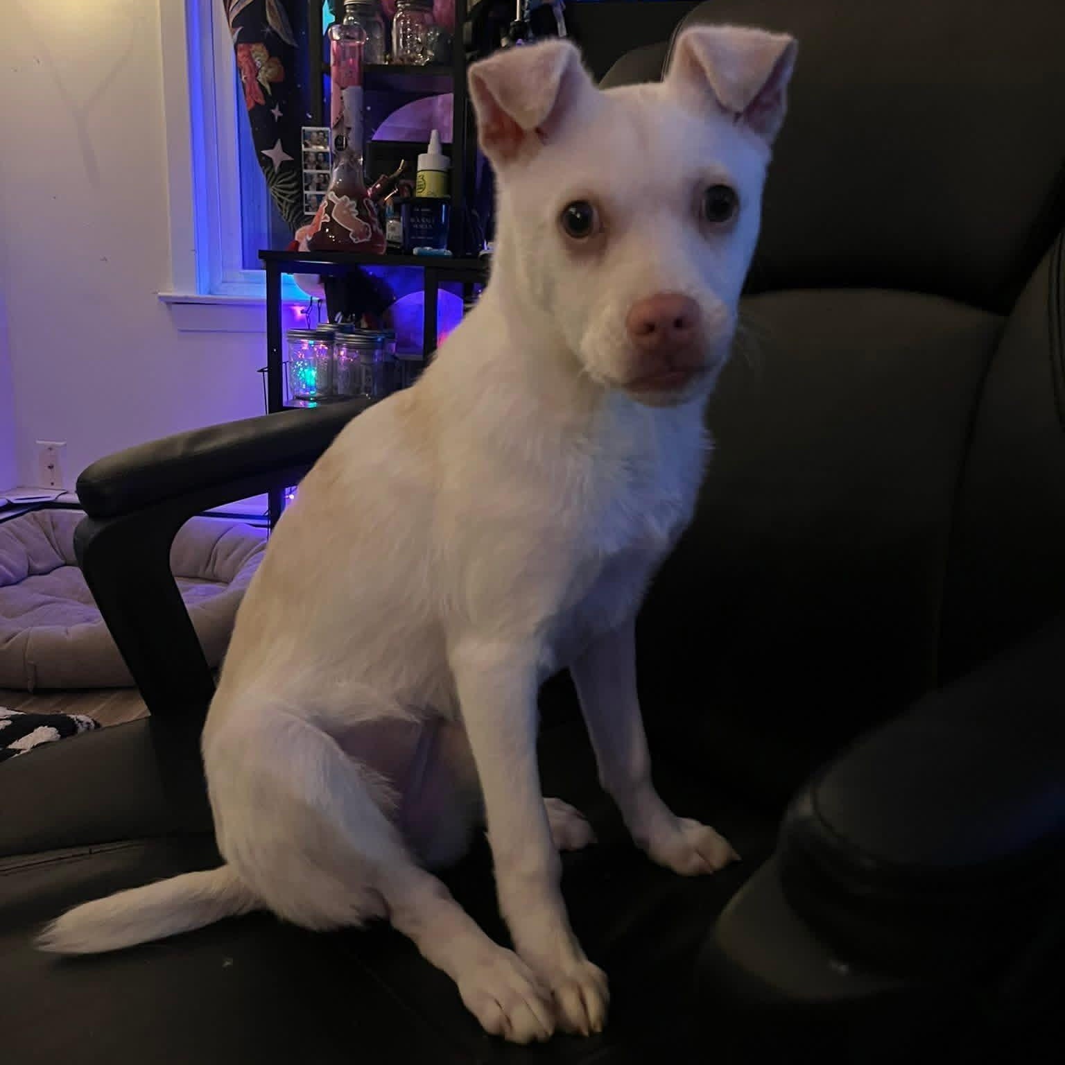 Enlarge Charcuterie Board, a ADOPTABLE mixed breed in Yaphank, NY image 5/6