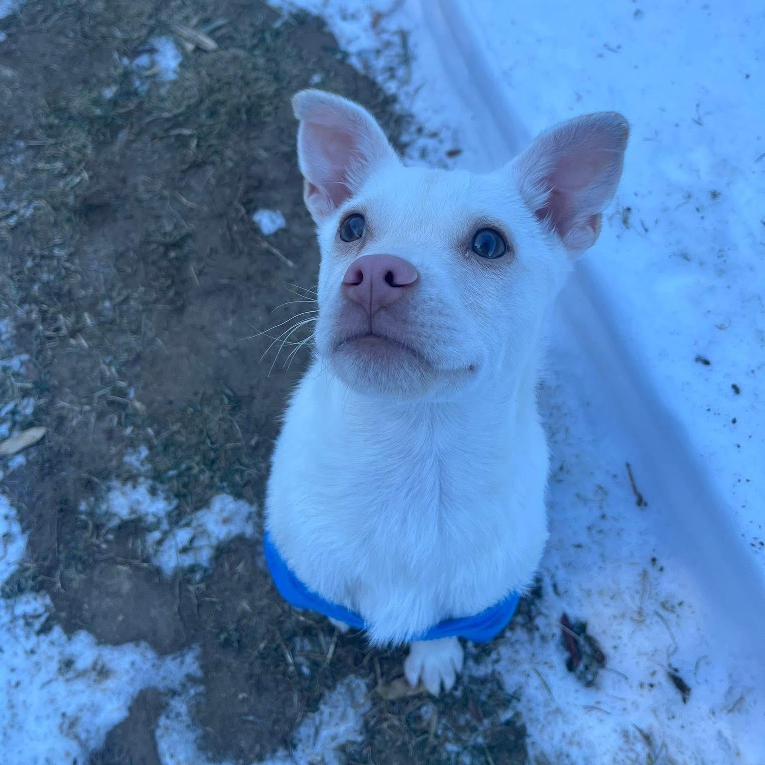 Enlarge Charcuterie Board, a ADOPTABLE mixed breed in Yaphank, NY image 5/6