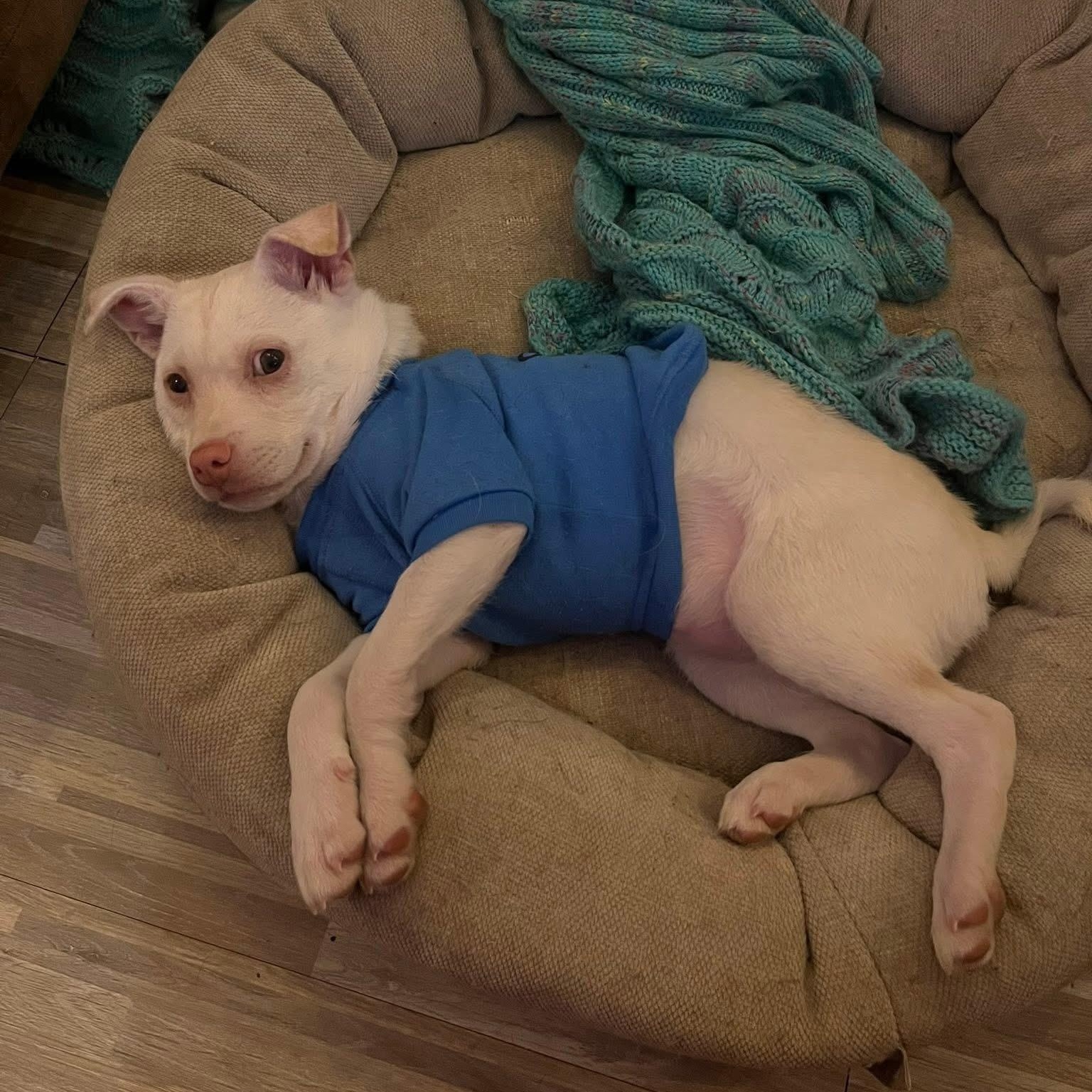 Enlarge Charcuterie Board, a ADOPTABLE mixed breed in Yaphank, NY image 4/6