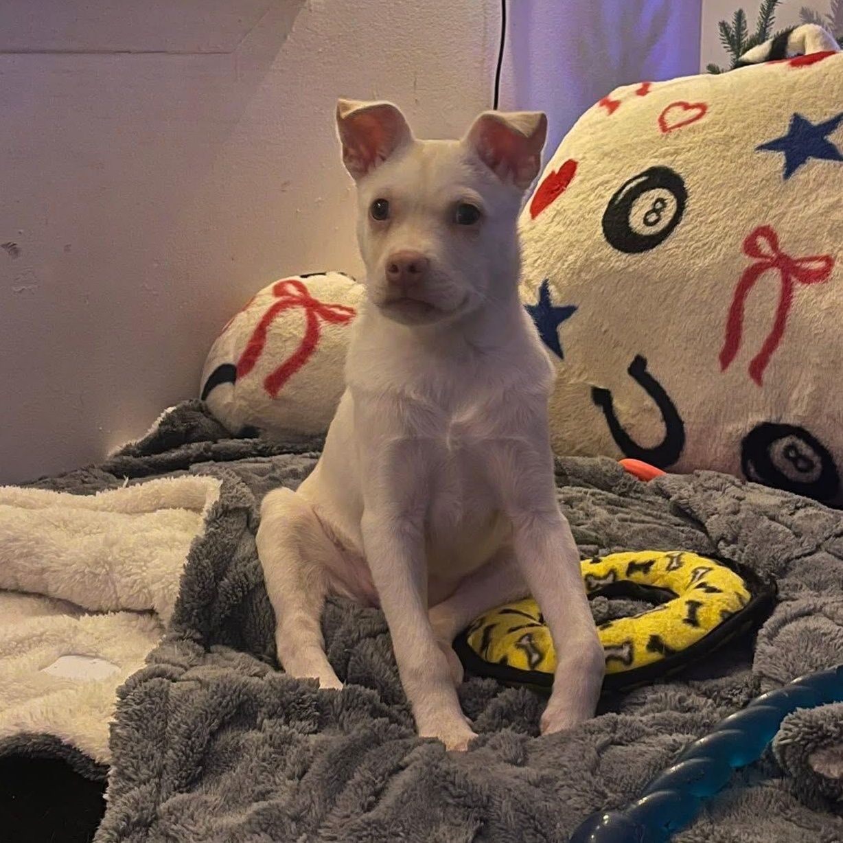 Enlarge Charcuterie Board, a ADOPTABLE mixed breed in Yaphank, NY image 3/6