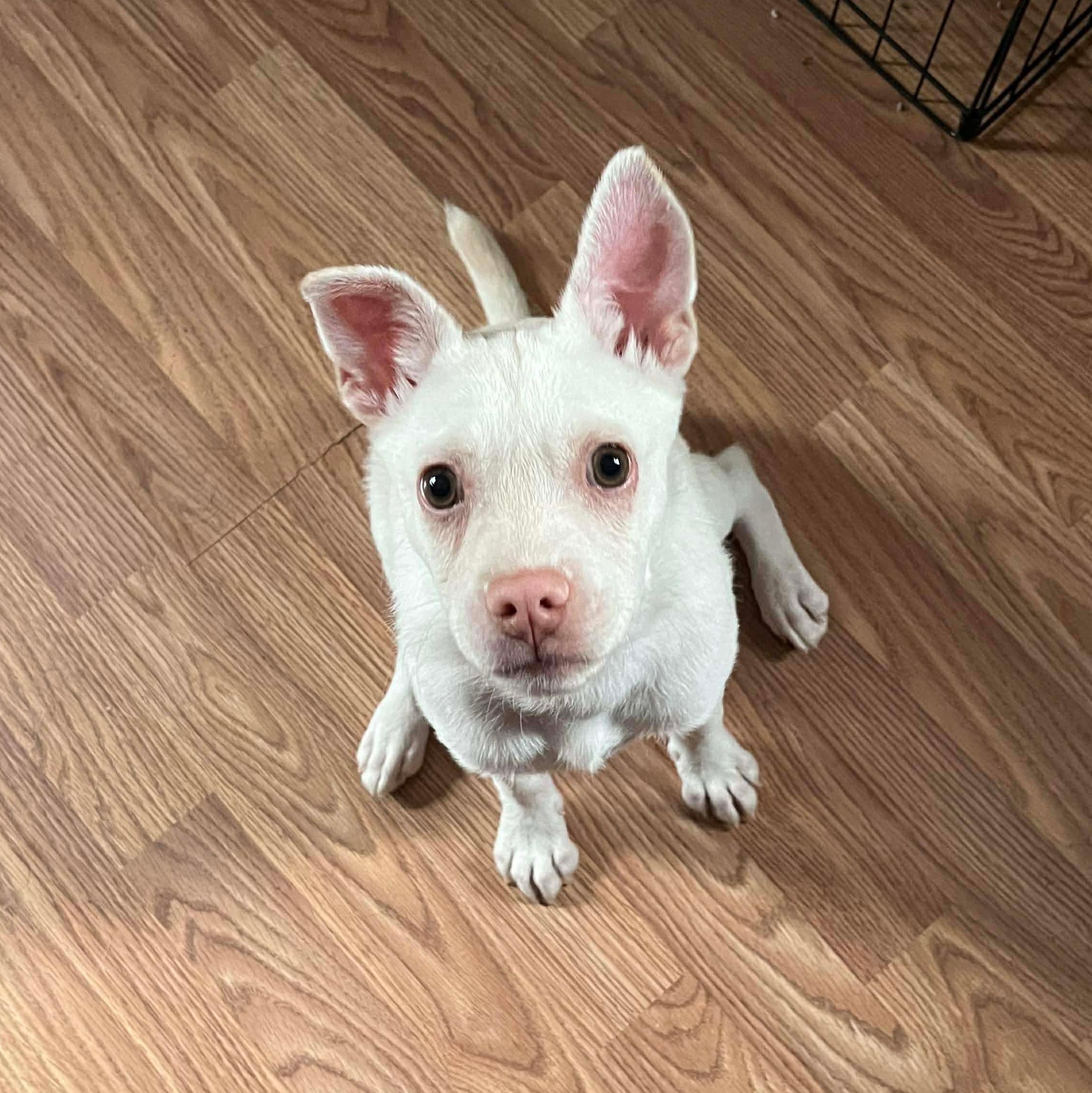 Charcuterie Board, a ADOPTABLE mixed breed in Yaphank, NY image 1/3