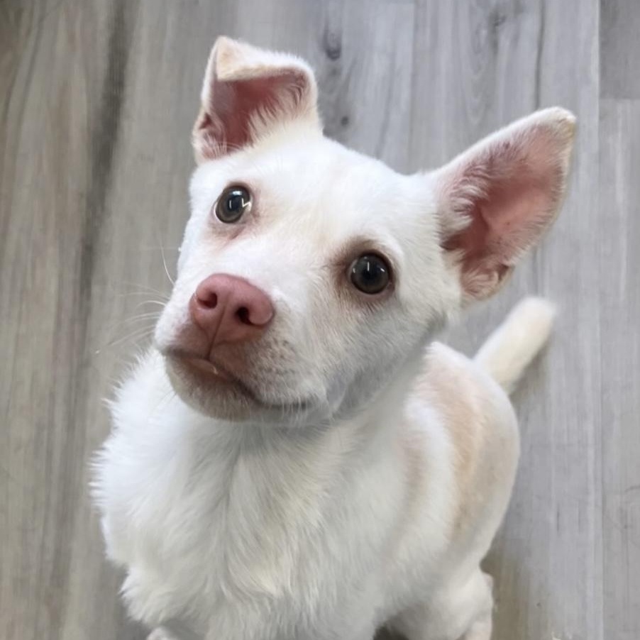 Enlarge Charcuterie Board, a ADOPTABLE mixed breed in Yaphank, NY image 4/6