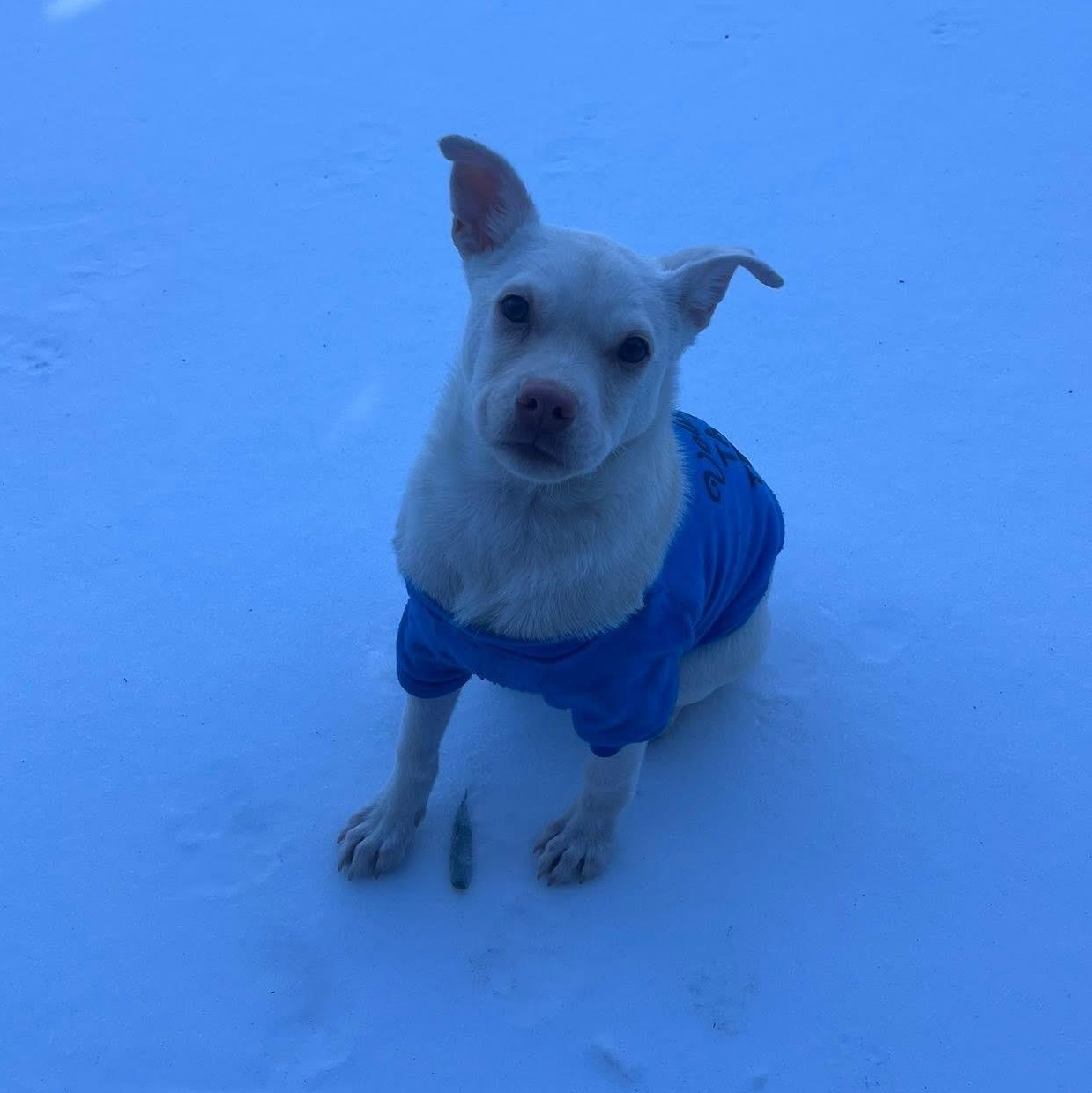 Enlarge Charcuterie Board, a ADOPTABLE mixed breed in Yaphank, NY image 2/6