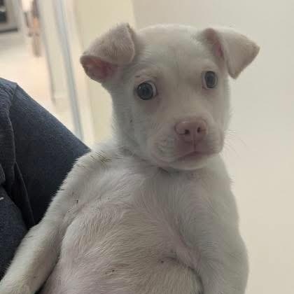 Charcuterie Board, a ADOPTABLE mixed breed in Yaphank, NY image 3/3