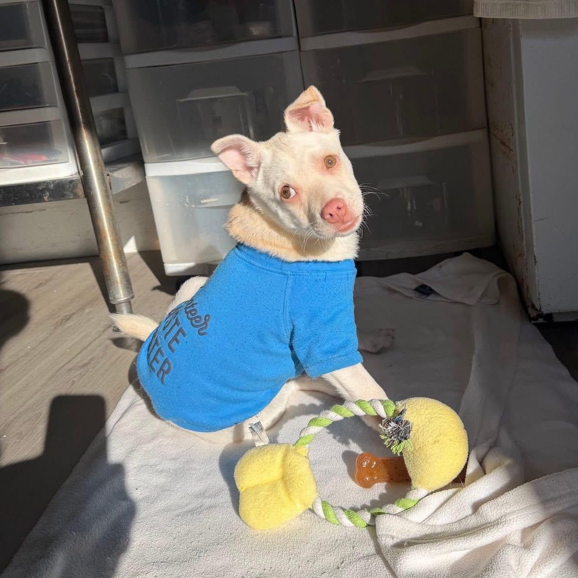 Enlarge Charcuterie Board, a ADOPTABLE mixed breed in Yaphank, NY image 6/6