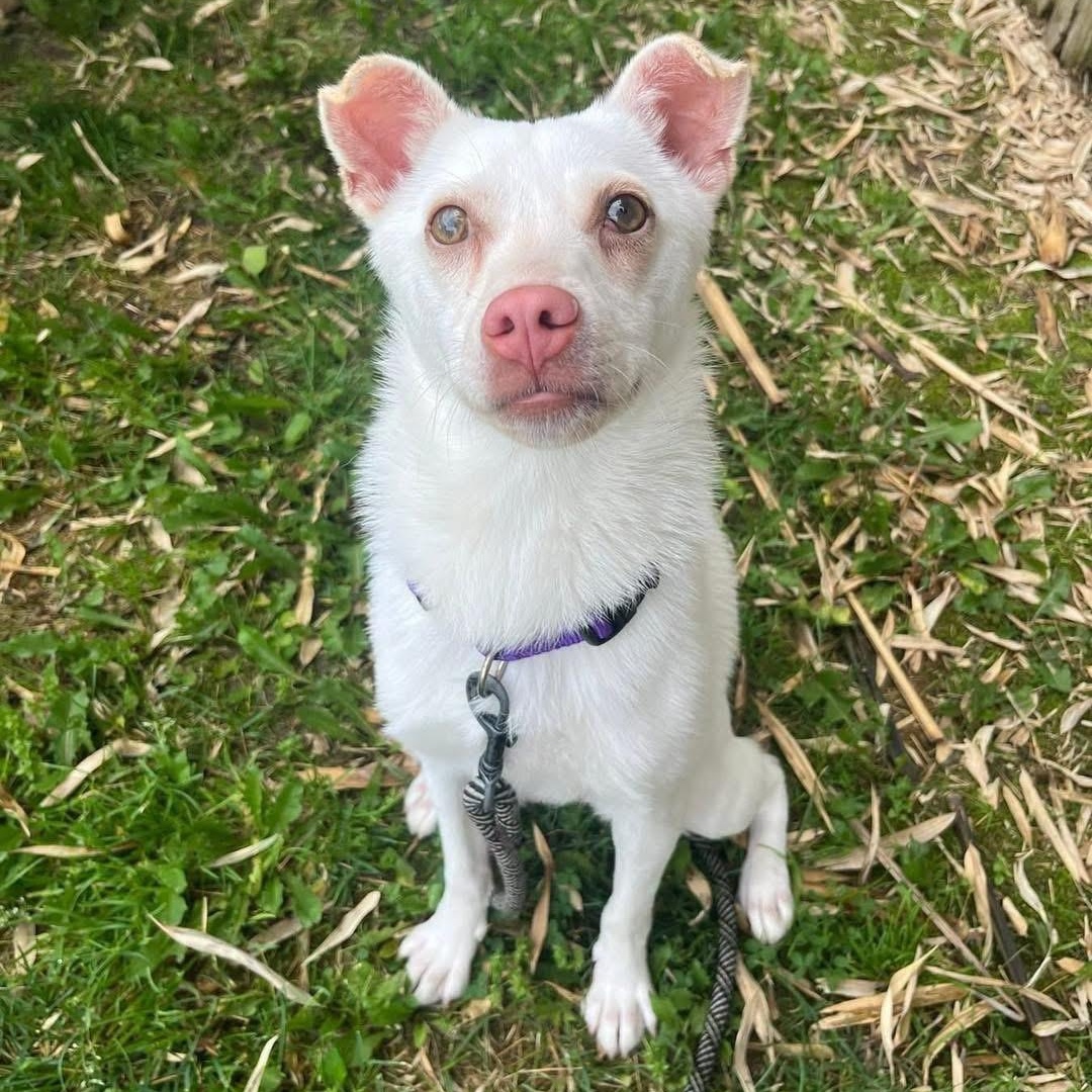 Charcuterie Board, ADOPTABLE, Puppy Female Pug & Husky.