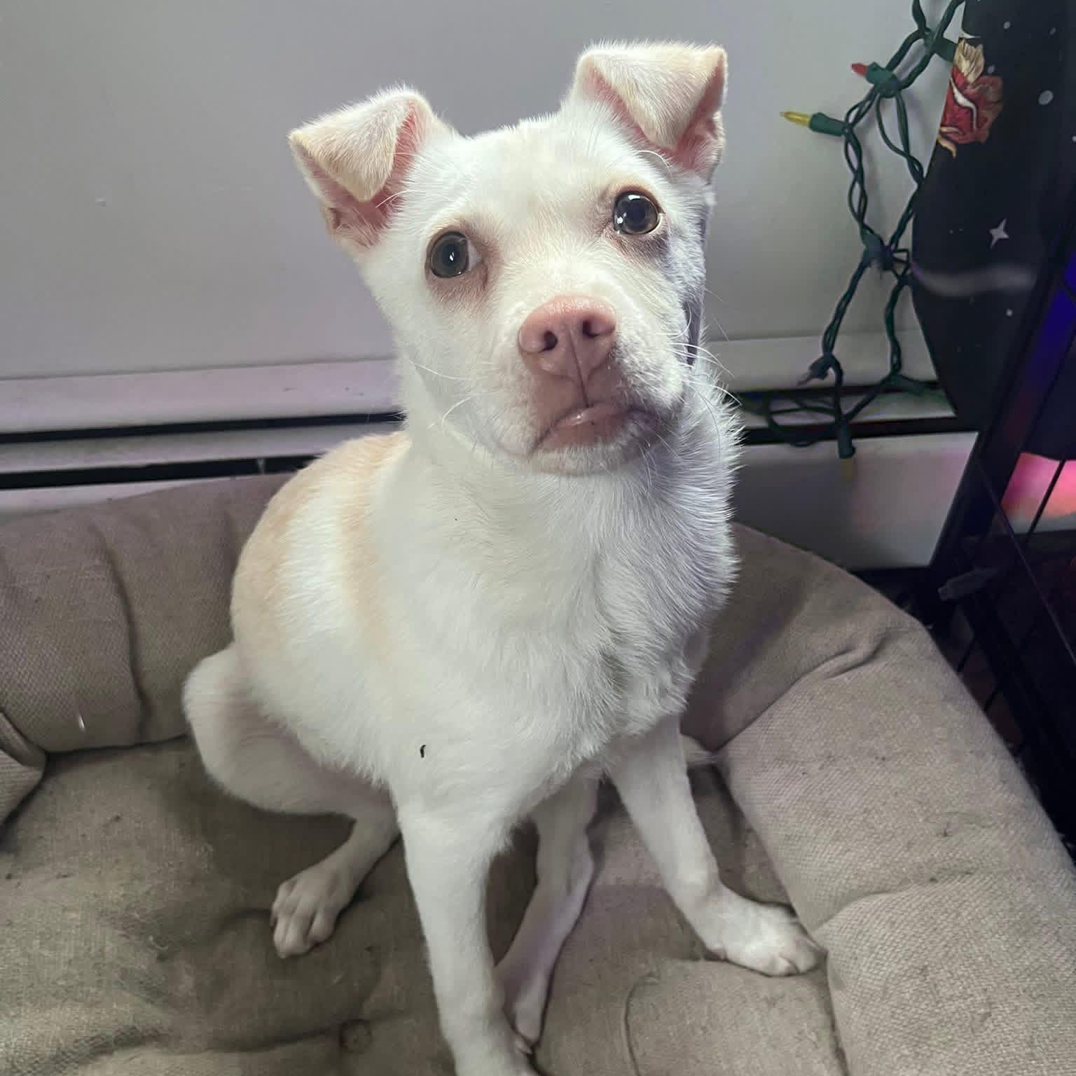 Enlarge Charcuterie Board, a ADOPTABLE mixed breed in Yaphank, NY image 6/6