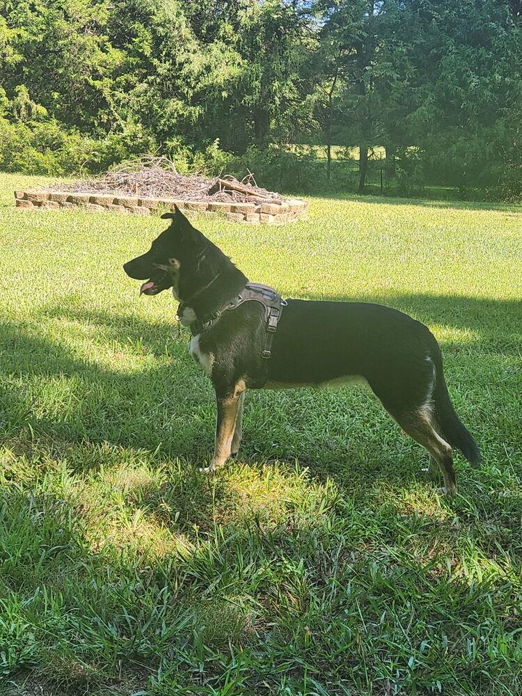 Siyah, Adoptable, Adult Female German Shepherd Dog.