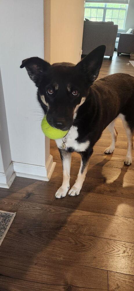 Siyah, a Adoptable mixed breed in Mooresville, NC image 2/6