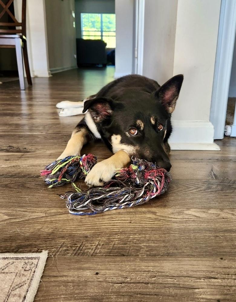 Siyah, a Adoptable mixed breed in Mooresville, NC image 3/6