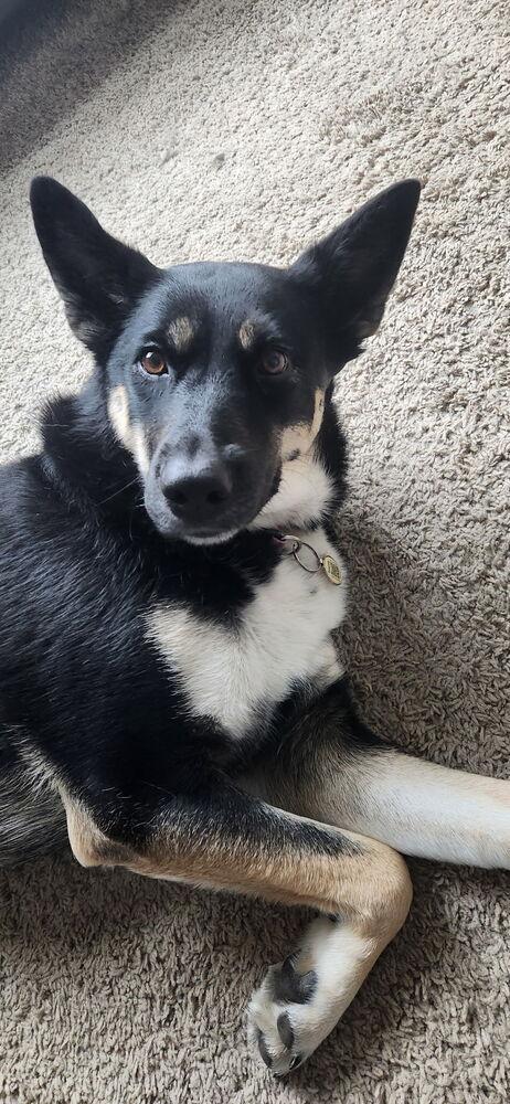 Siyah, a Adoptable mixed breed in Mooresville, NC image 4/6