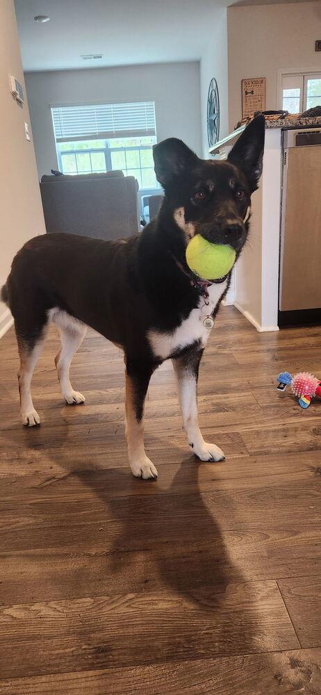 Siyah, a Adoptable mixed breed in Mooresville, NC image 5/6