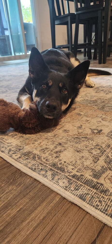 Siyah, a Adoptable mixed breed in Mooresville, NC image 6/6