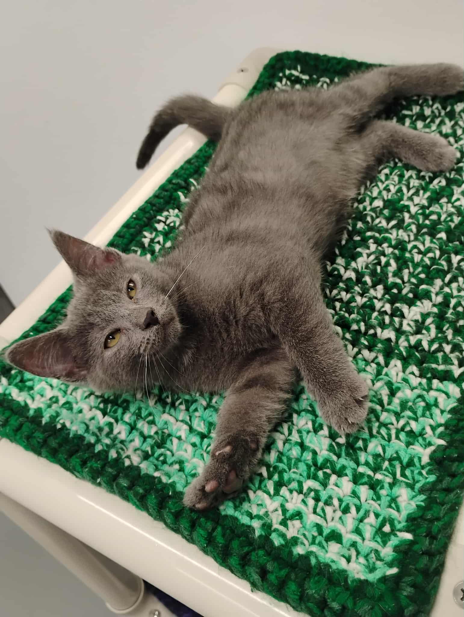 Maizie Gray, adopted, Kitten Female Domestic Short Hair.