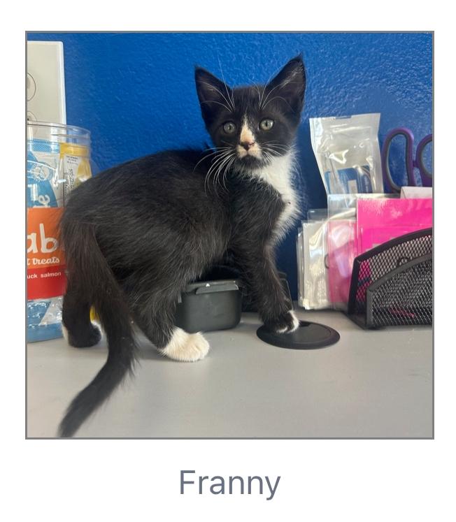 Franny, Adoptable, Kitten Female Domestic Short Hair.