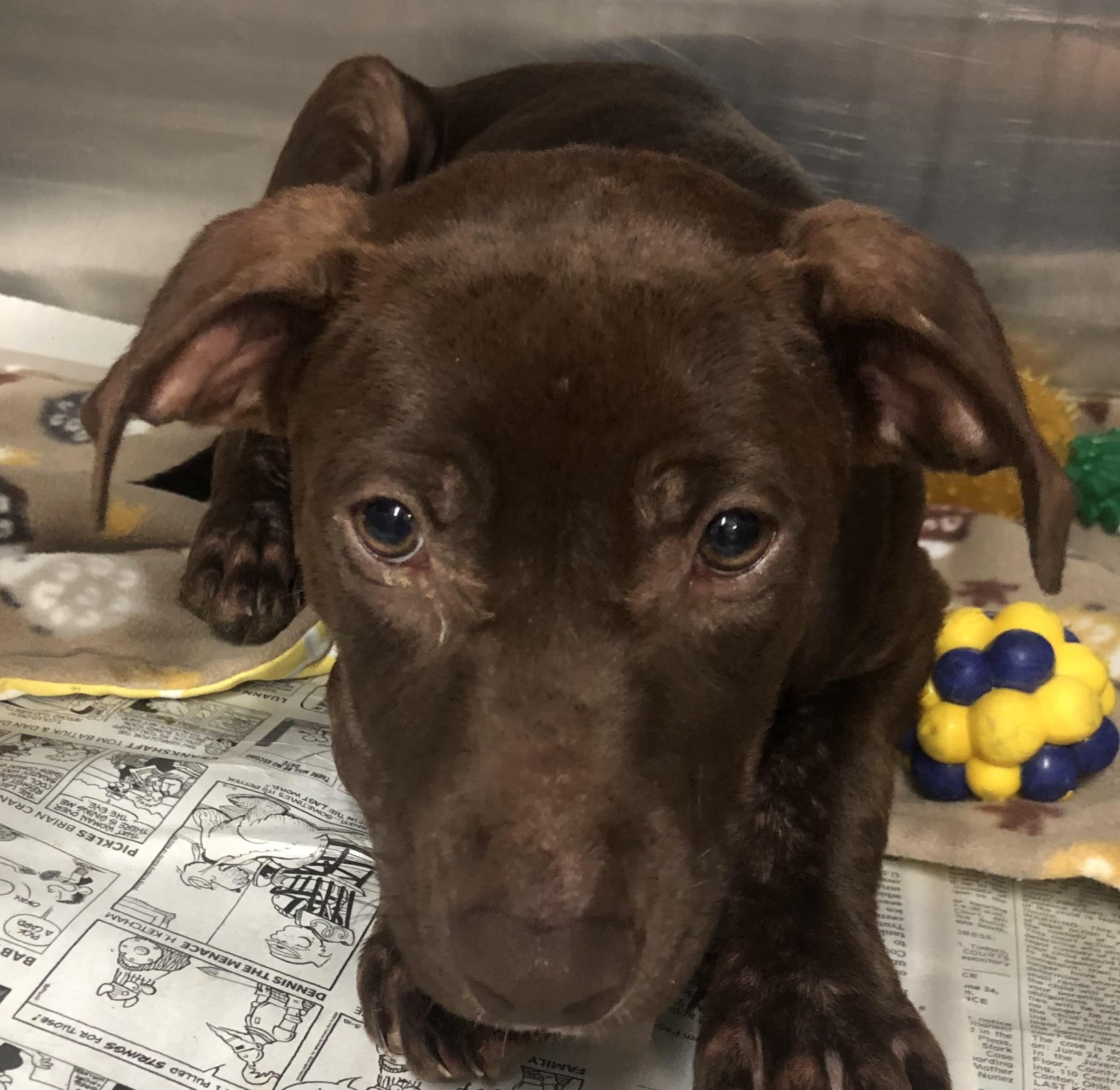 Enlarge Lacey, an adoptable mixed breed in Parma, OH image 1/3