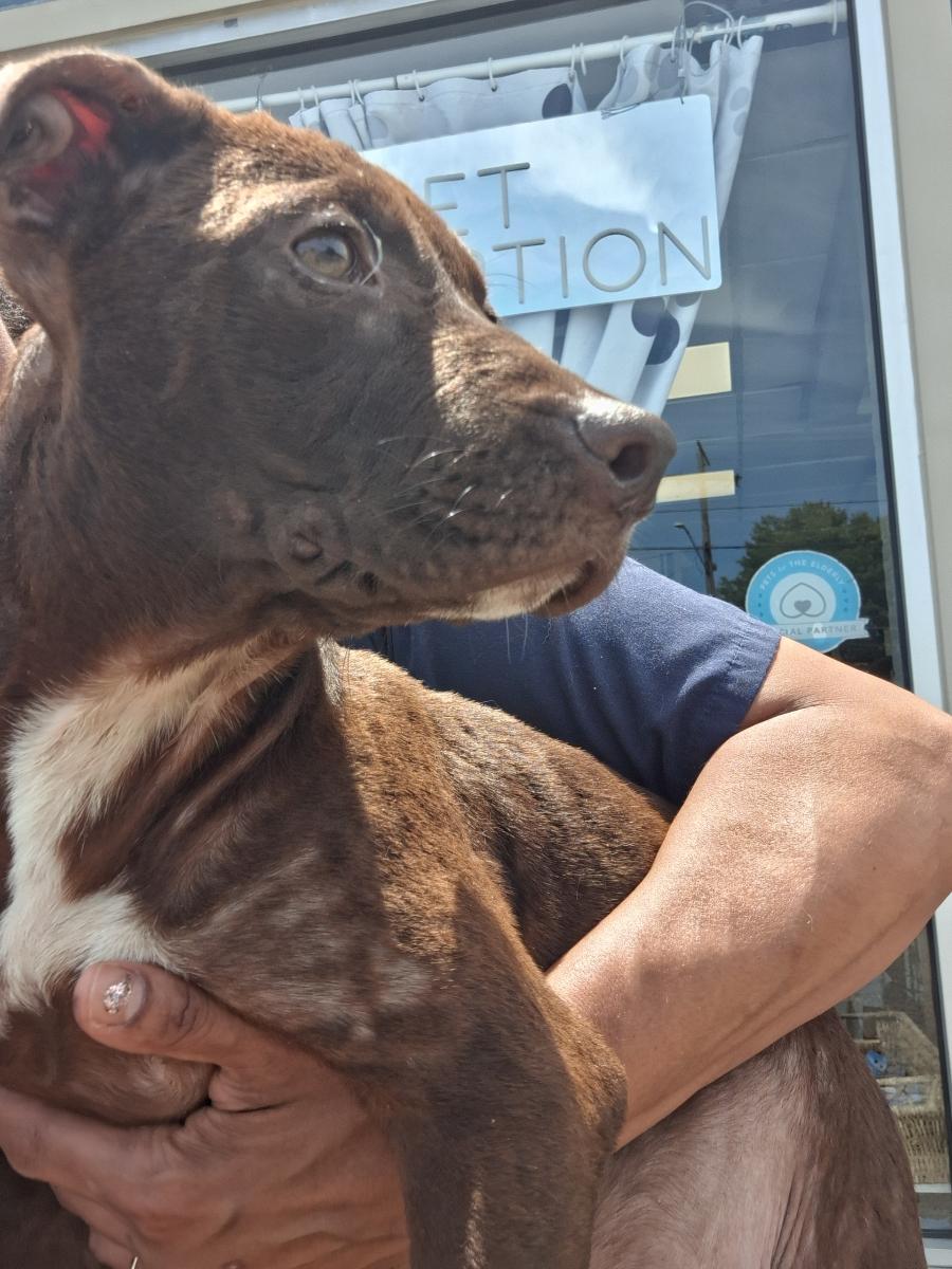 Enlarge Lacey, an adoptable mixed breed in Parma, OH image 2/3