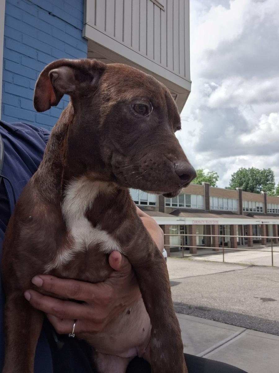Enlarge Lacey, an adoptable mixed breed in Parma, OH image 3/3