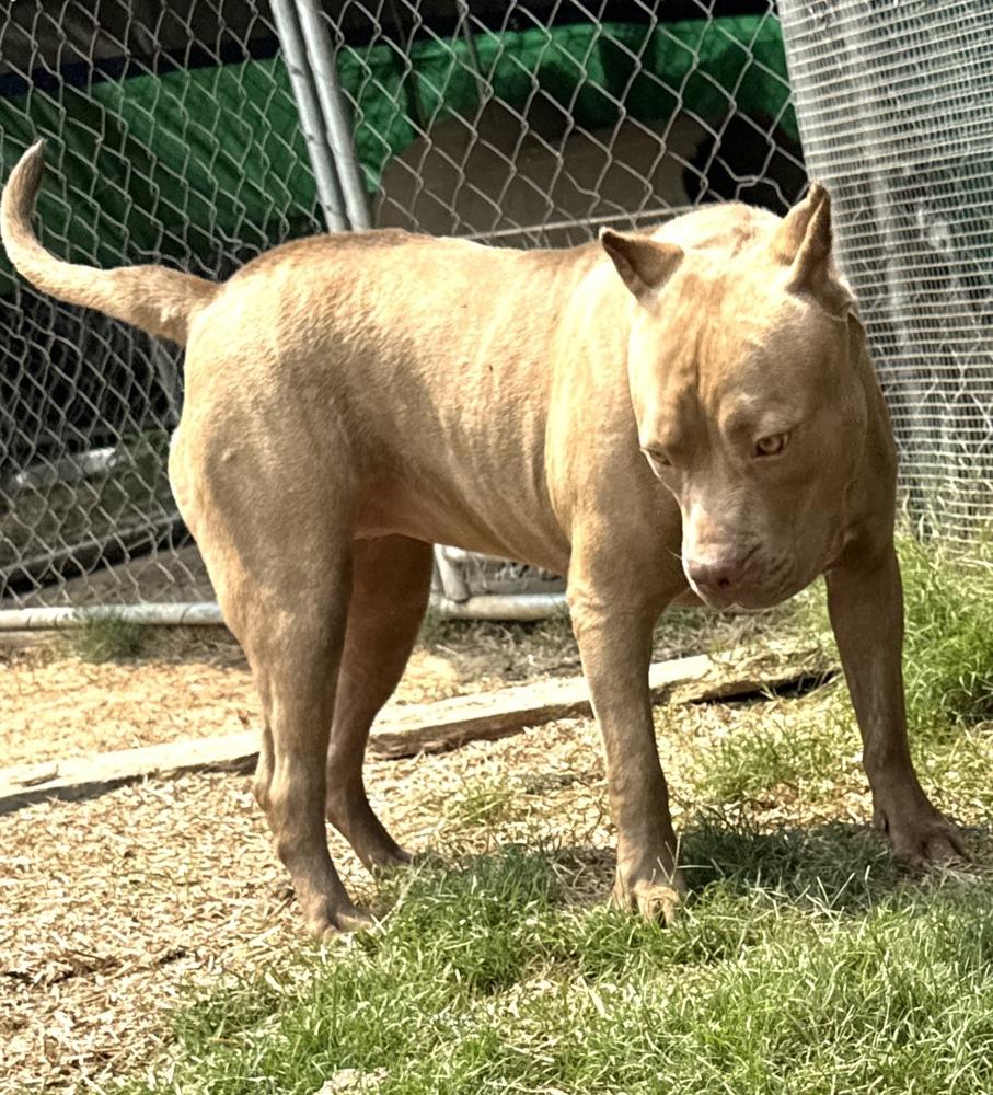 Enlarge Bonnie - sister to Clyde, a Adoptable mixed breed in Lancaster, PA image 1/3