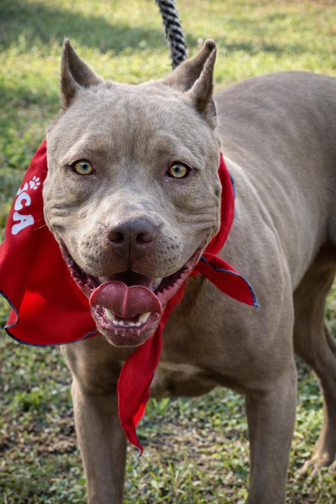 Enlarge Bonnie - sister to Clyde, a Adoptable mixed breed in Lancaster, PA image 2/3