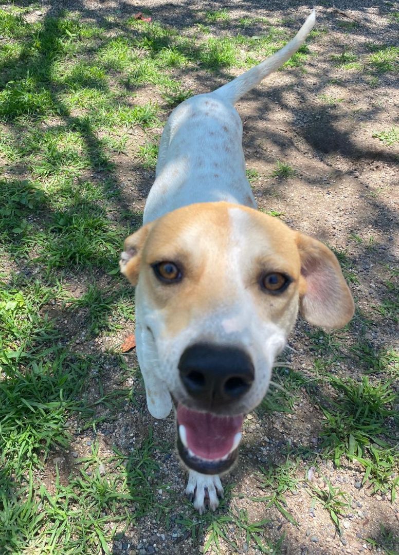 Enlarge Shannon, a Adoptable mixed breed in San Diego, CA image 4/6