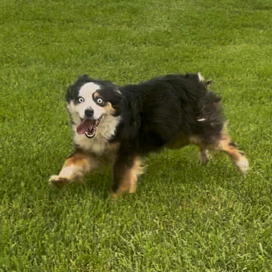 Nova, Adoptable, Adult Female Australian Shepherd & Australian Shepherd.