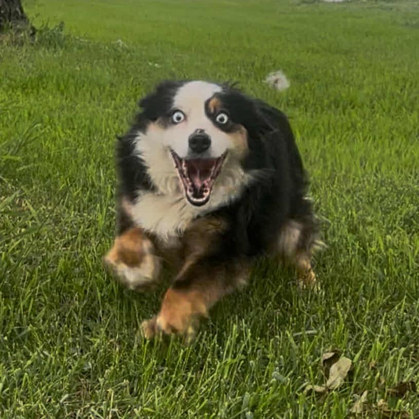 Nova, a Adoptable mixed breed in Ada, MN image 2/3