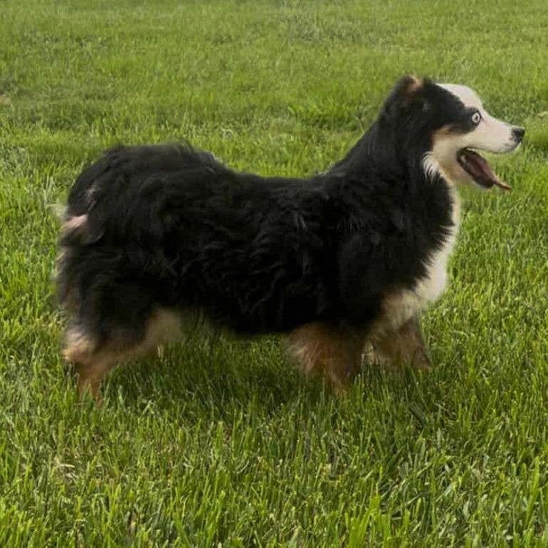 Nova, a Adoptable mixed breed in Ada, MN image 3/3