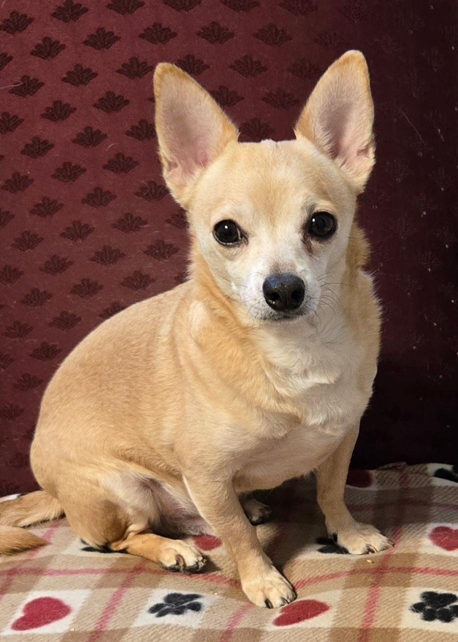 Chi Bruno, an adoptable Chihuahua in Warwick, NY_image-1