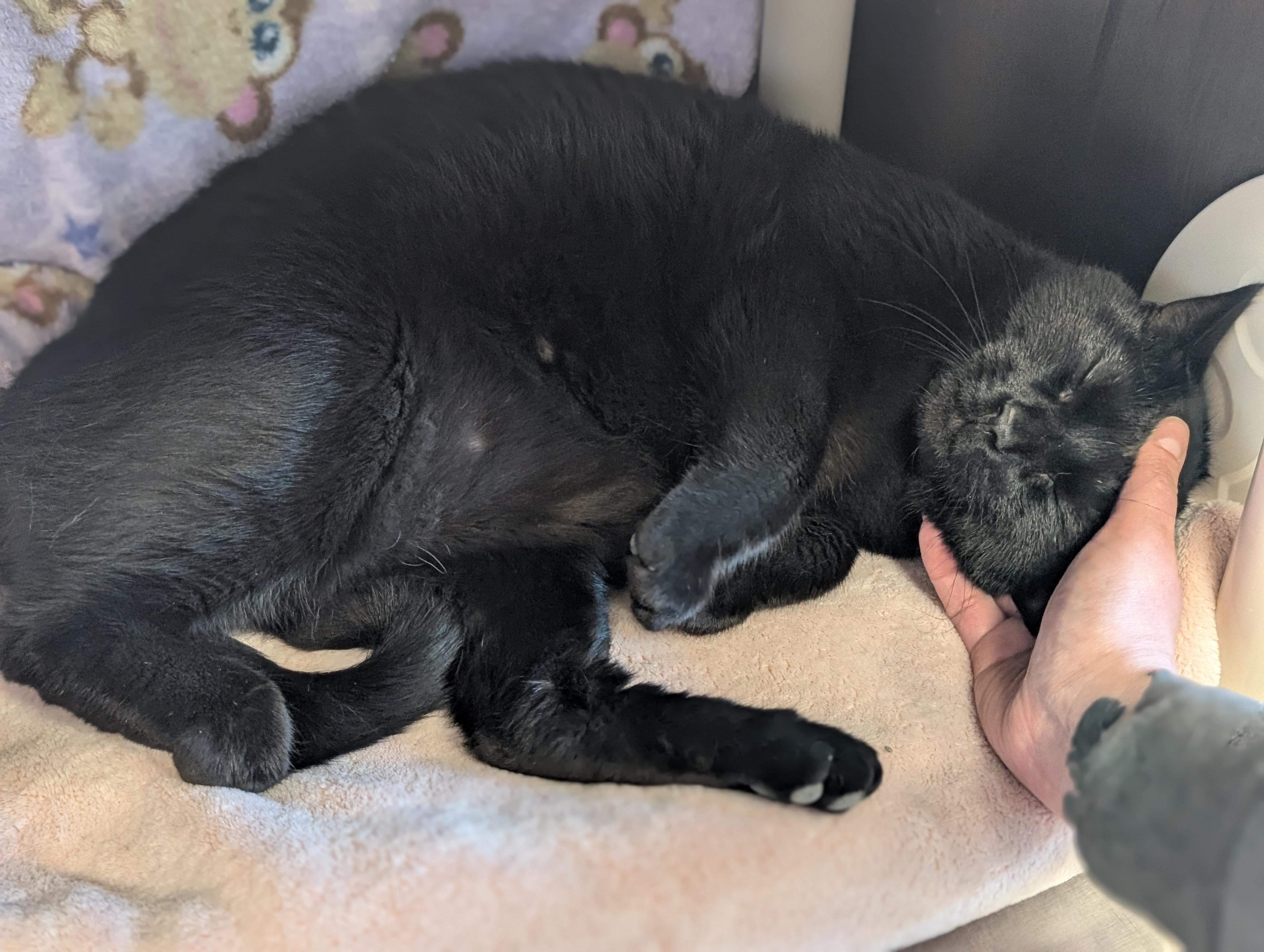 Enlarge Tornado, a ADOPTABLE Domestic Short Hair in Jefferson, WI image 3/4