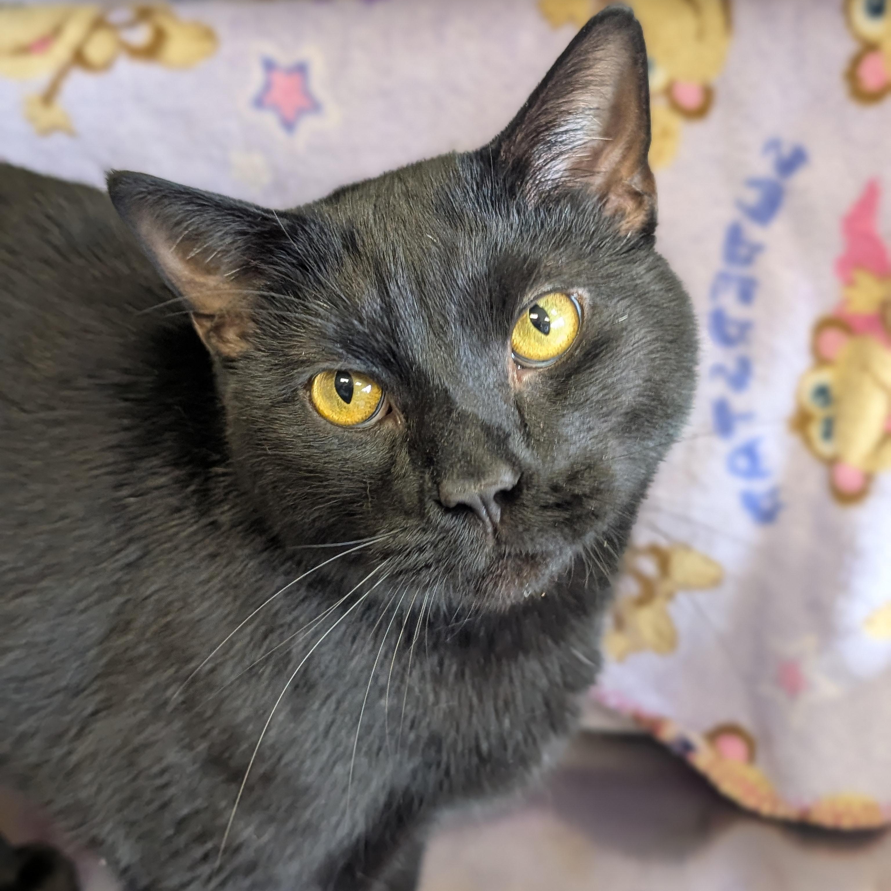 Enlarge Tornado, a ADOPTABLE Domestic Short Hair in Jefferson, WI image 4/4