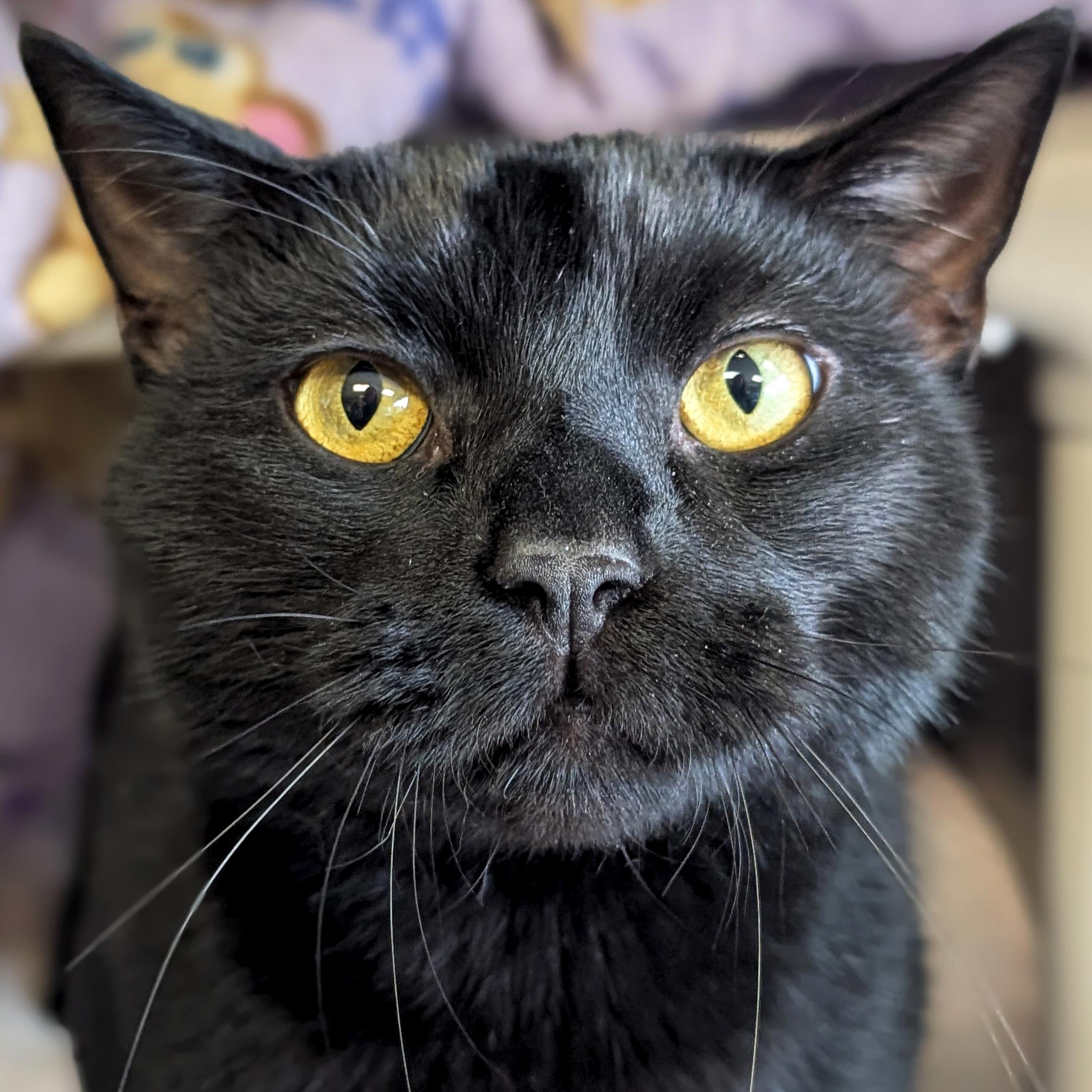 Tornado, ADOPTABLE, Adult Male Domestic Short Hair.