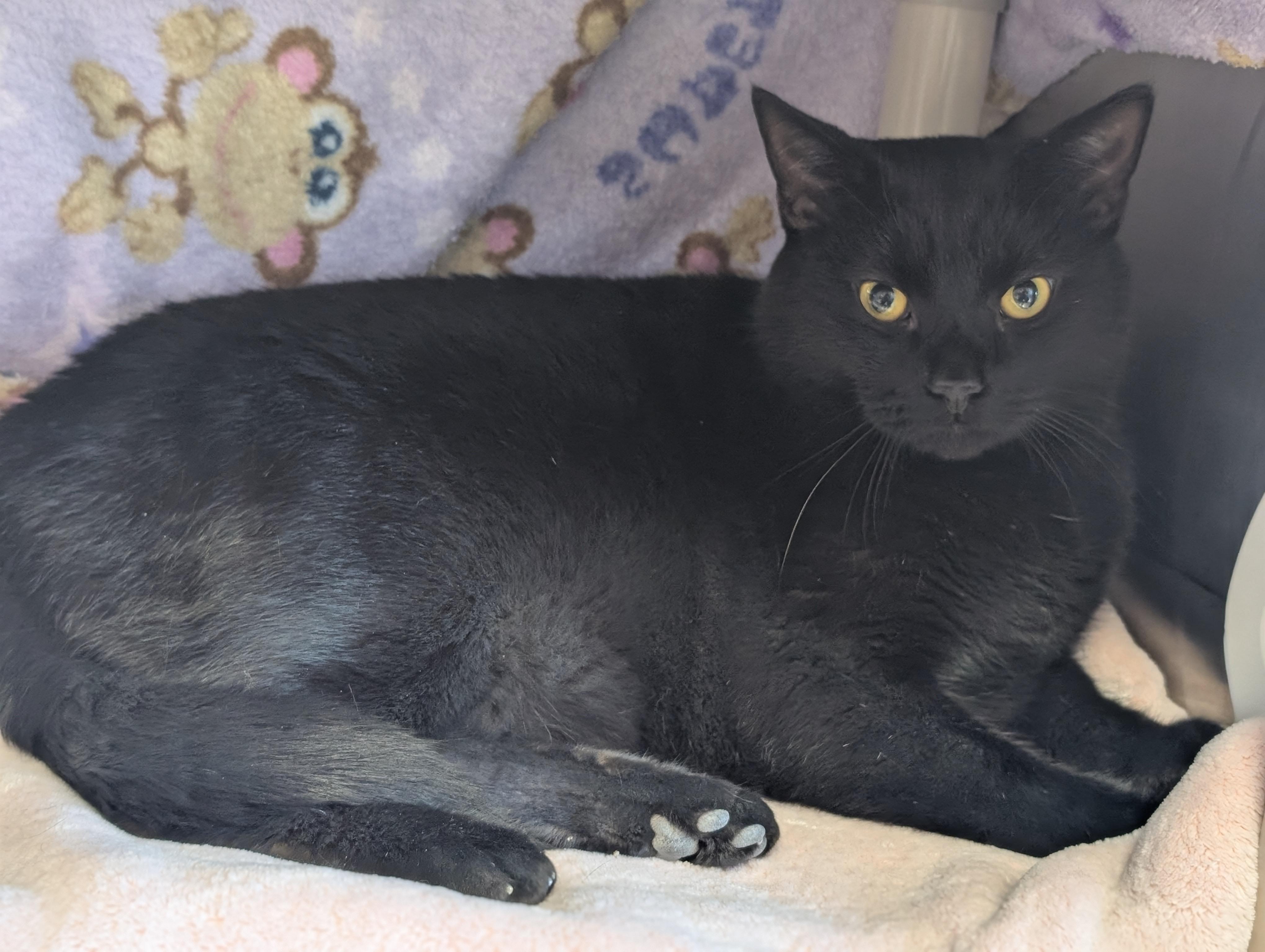 Enlarge Tornado, a ADOPTABLE Domestic Short Hair in Jefferson, WI image 2/4