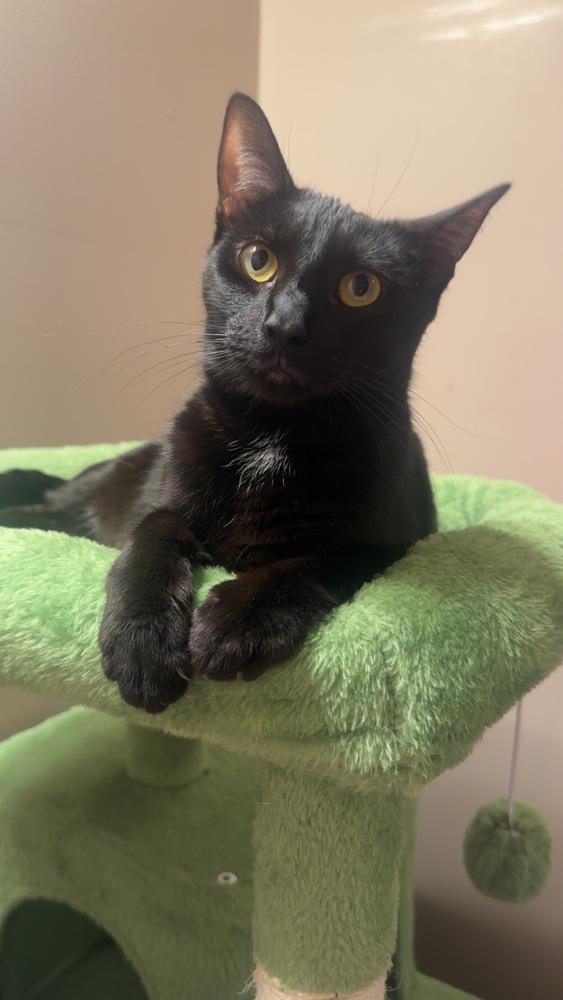 Enlarge Melody cats : Lyric, a Adopted Domestic Short Hair in Aurora, IN image 1/4