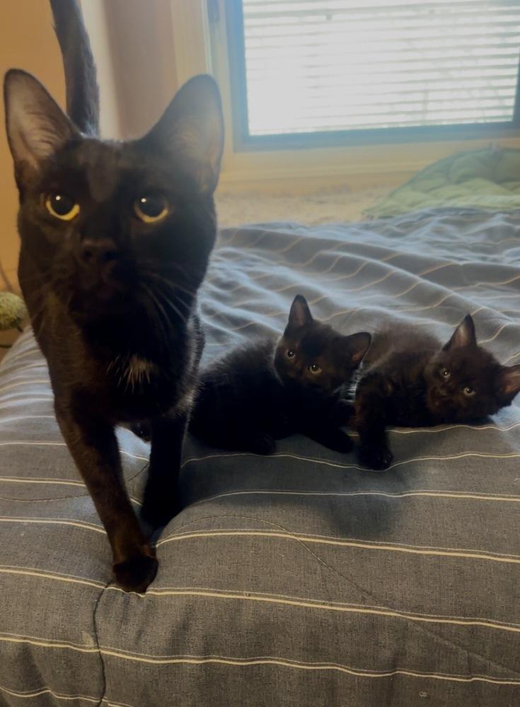 Enlarge Melody cats : Lyric, a Adopted Domestic Short Hair in Aurora, IN image 2/4