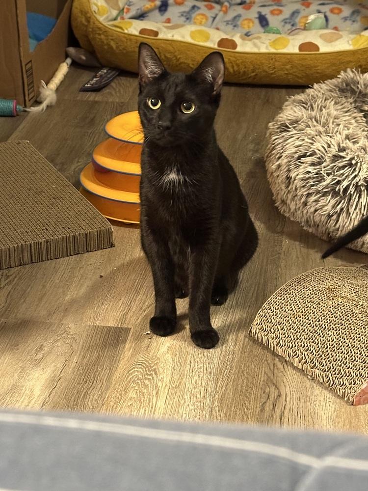 Enlarge Melody cats : Lyric, a Adopted Domestic Short Hair in Aurora, IN image 3/4