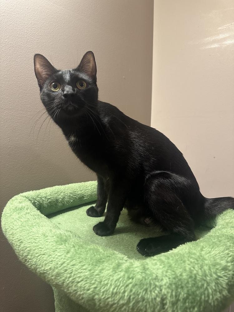 Enlarge Melody cats : Lyric, a Adopted Domestic Short Hair in Aurora, IN image 4/4