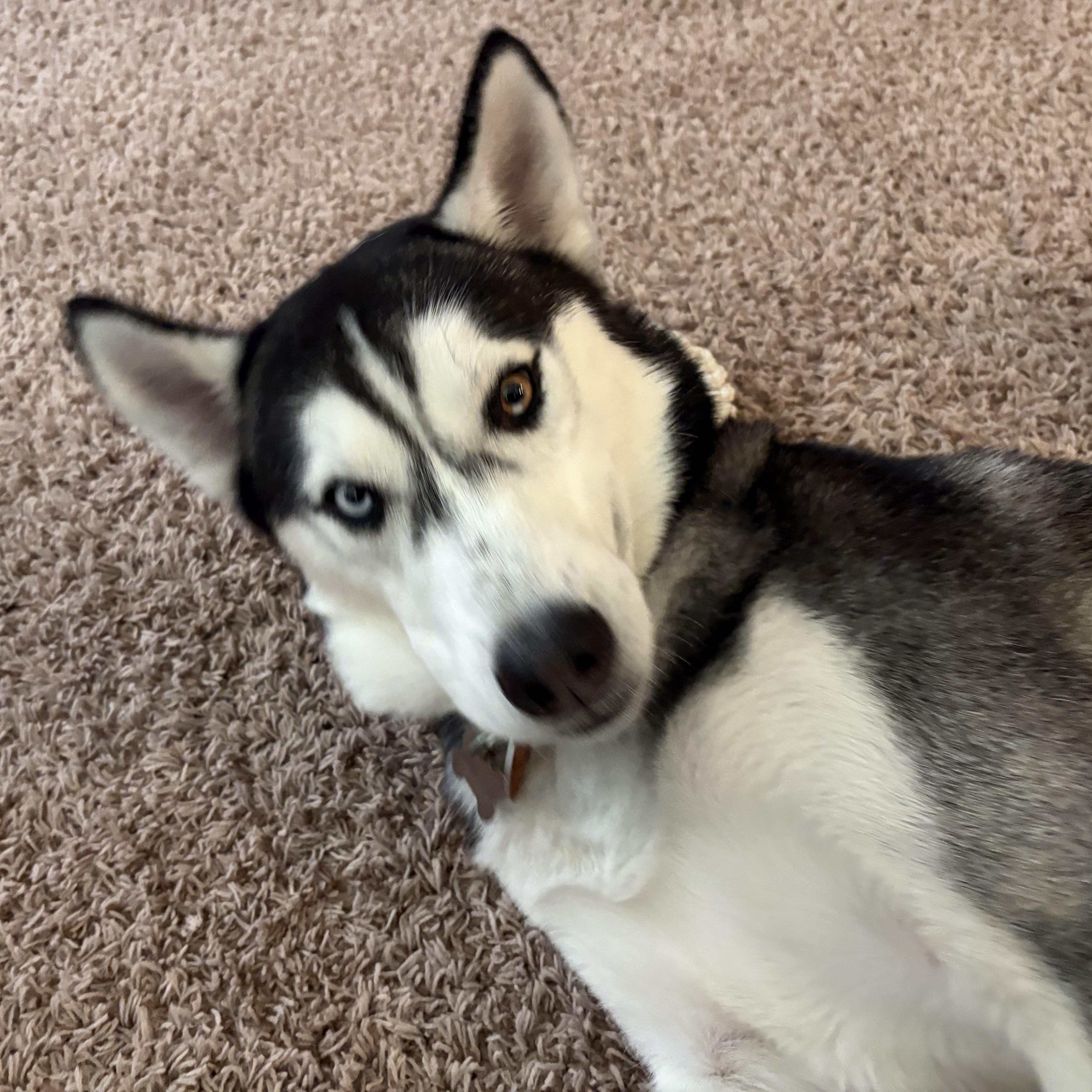 Goodson, an adoptable Siberian Husky in Calumet, MI, 49913 | Photo Image 3