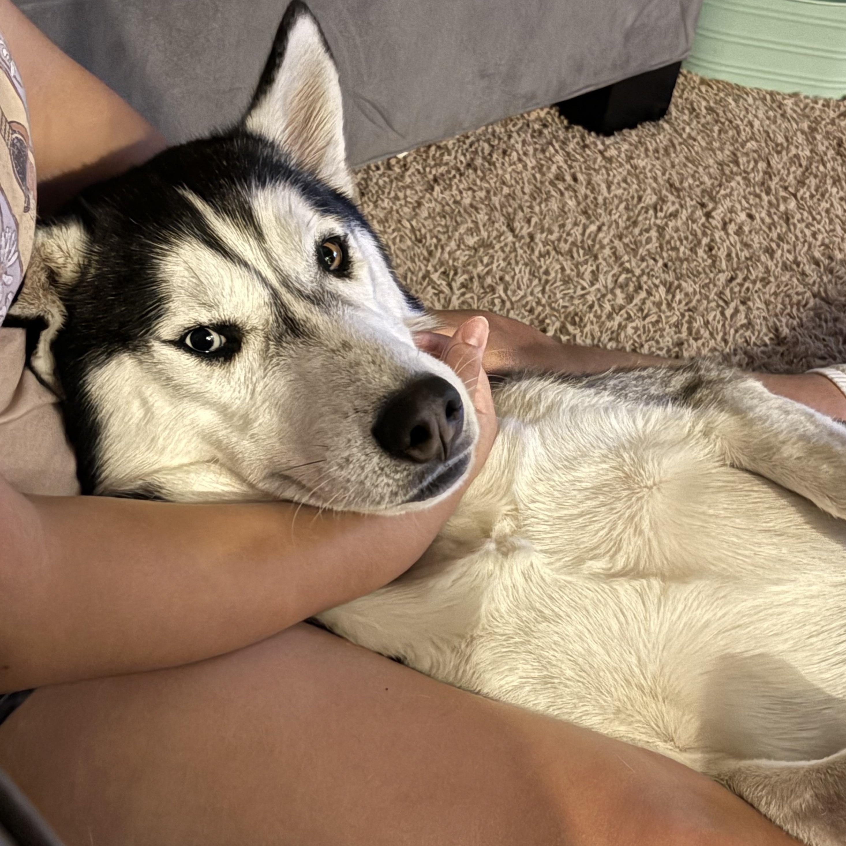Goodson, an adoptable Siberian Husky in Calumet, MI, 49913 | Photo Image 6