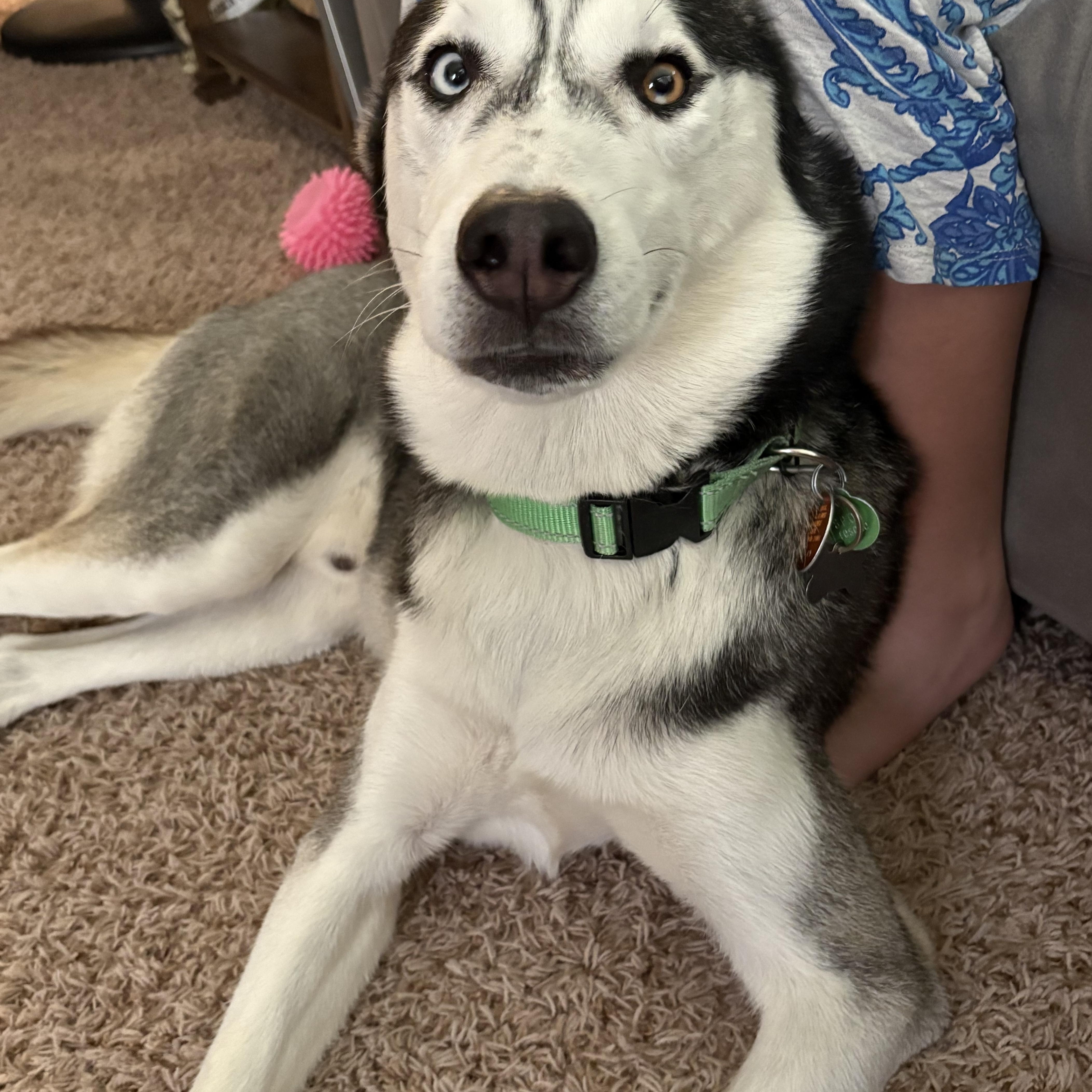 Goodson, an adoptable Siberian Husky in Calumet, MI, 49913 | Photo Image 4