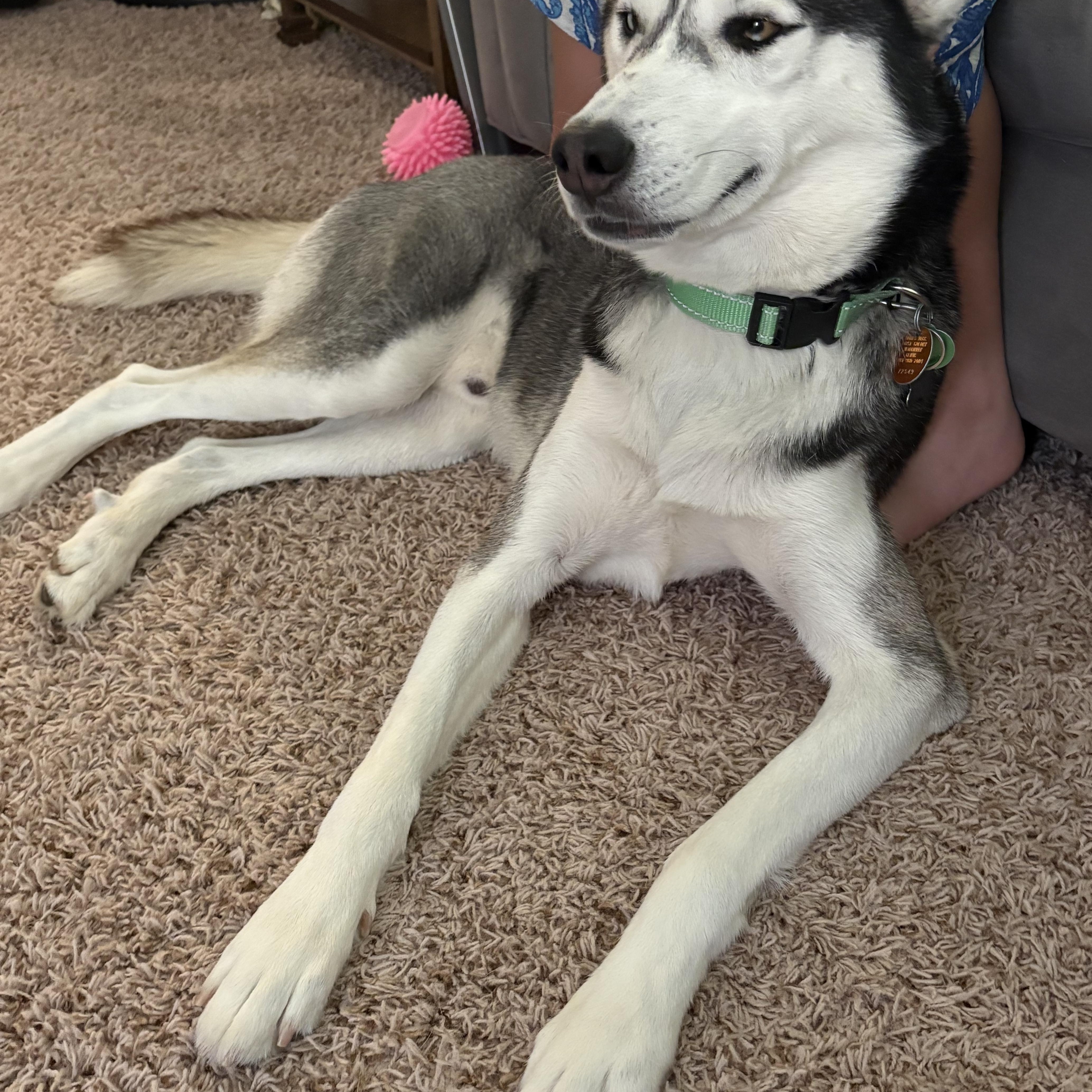 Goodson, an adoptable Siberian Husky in Calumet, MI, 49913 | Photo Image 5