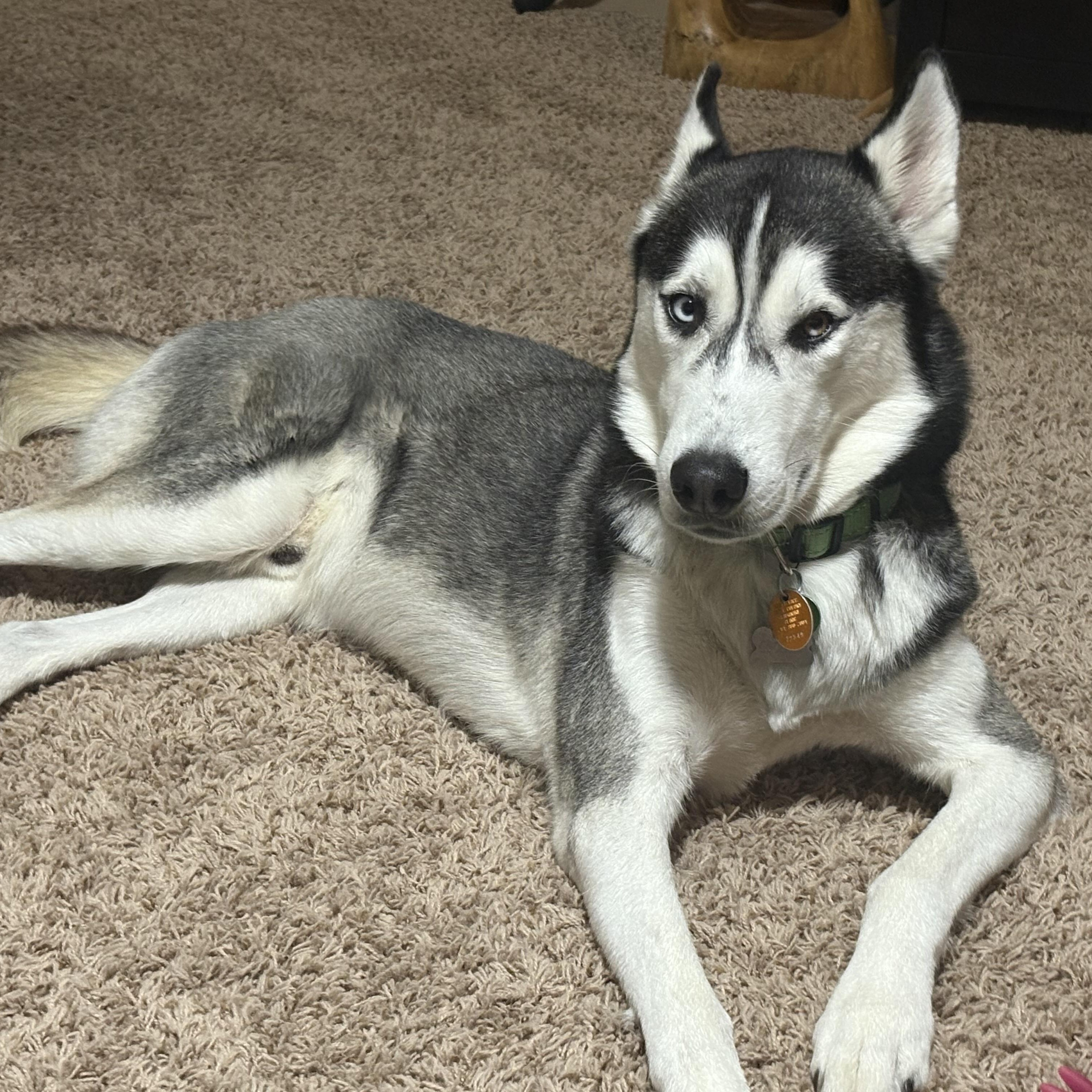 Goodson, an adoptable Siberian Husky in Calumet, MI, 49913 | Photo Image 1